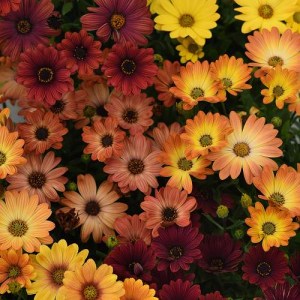 osteospermum akila sunset shades 2